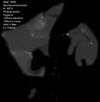 � M. D�hne; NGC 7000 / IC 5070